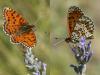 60170 – Photo : Larue Philippe – France (44)