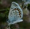 60130 – Photo : Pelouard – France (06)