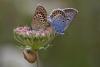 60752 – Photo : Marc Solari – France (68)