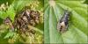 Heterogaster urticae