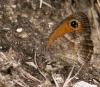 60658 – Photo : Gilles SALAMA – France (31)