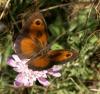60659 – Photo : Gilles SALAMA – France (31)