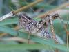 60319 – Photo : Sylvain Jaskowiak – France (84)