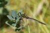 60986 – Photo : Marc Solari – France (88)