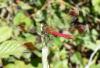 60924 – Photo : Marielle Tardy – France (26)