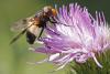 60297 – Photo : Marc Solari – France (68)