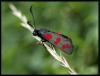 60639 – Photo : Olivier Bouteleux – France (80)