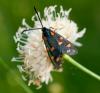60474 – Photo : Régis Henry – France (06)