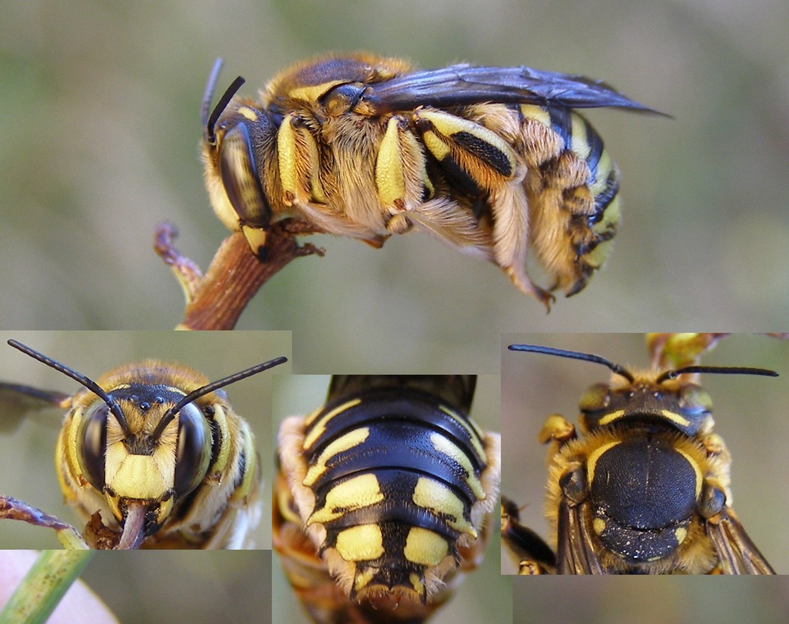 H. Dumas - Anthidium (Anthidium) florentinum - réf. 60211 (1150 x 909 pixels, 216 ko)