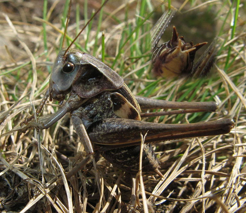 gyps - Decticus verrucivorus verrucivorus - réf. 60727 (800 x 691 pixels, 171 ko)