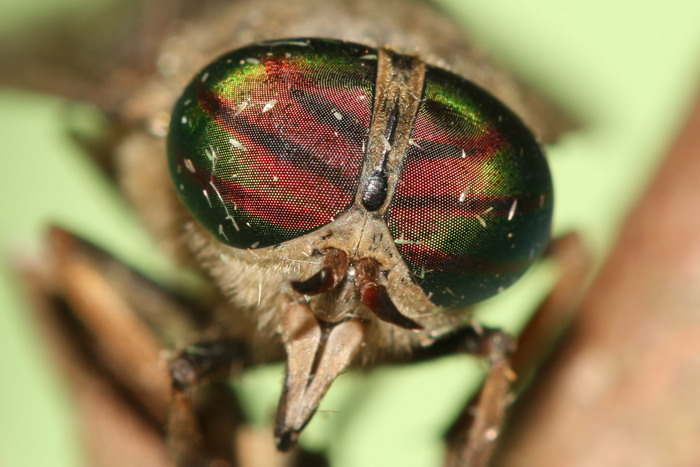 Anonyme - Tabanus tergestinus - réf. 60098 (700 x 467 pixels, 94 ko)