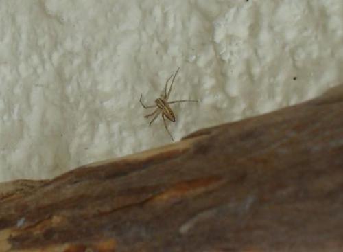 Oxyopes sp.