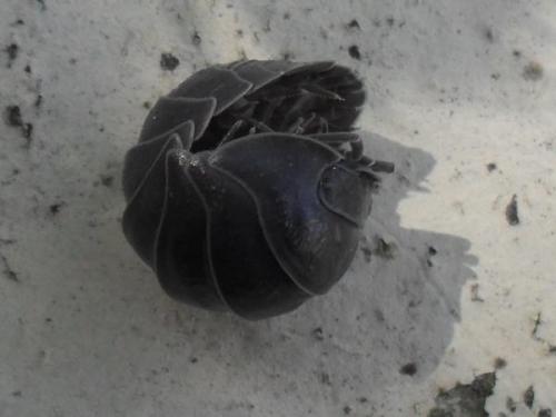 Armadillidium depressum