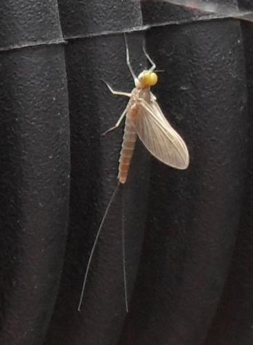 Baetis sp.