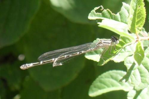 Enallagma cyathigerum