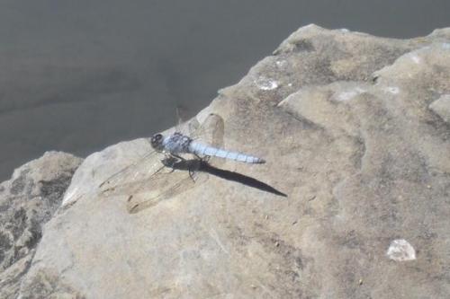 Orthetrum brunneum