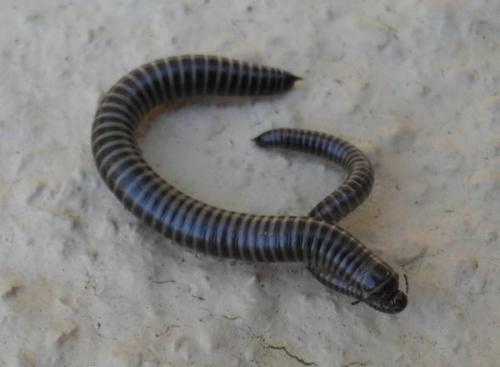 Réf. 61 776 : Ommatoiulus sabulosus