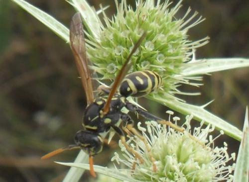 Polistes sp.