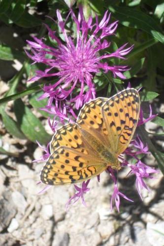 Argynnis aglaja
