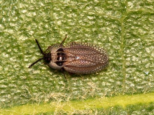 Kalama tricornis
