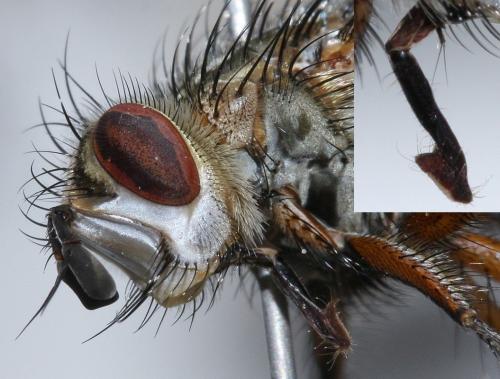 Réf. 61 143 : Linnaemya vulpina