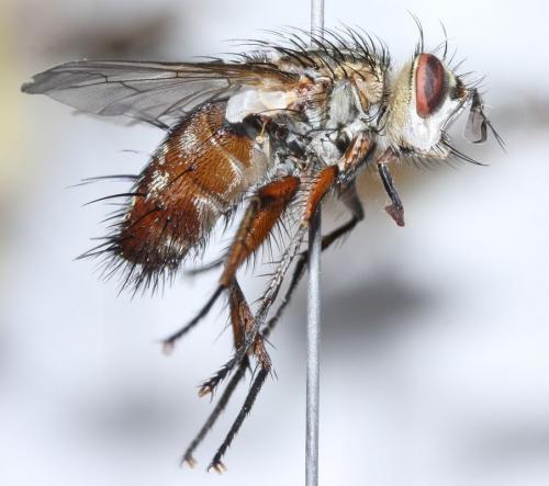 Réf. 61 142 : Linnaemya vulpina