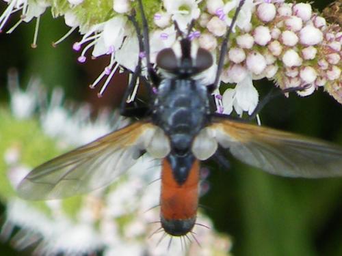 Cylindromyia sp.