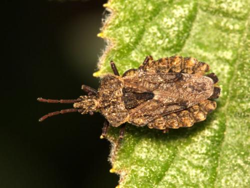 Aradus conspicuus