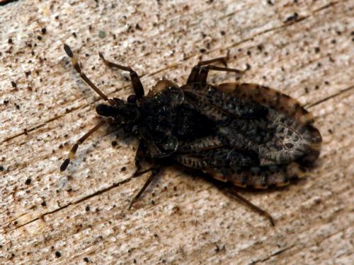 Aradus obtectus