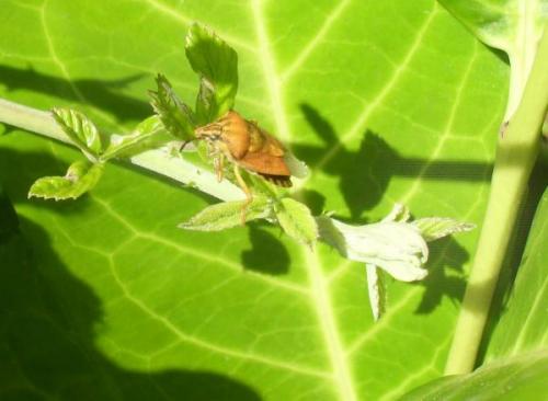 Carpocoris sp.