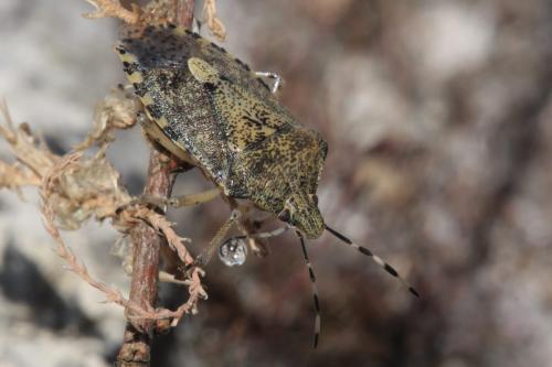 Rhaphigaster nebulosa