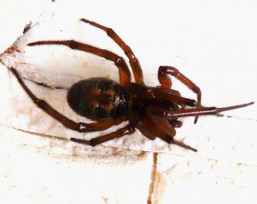 Réf. 61 518 : Steatoda nobilis