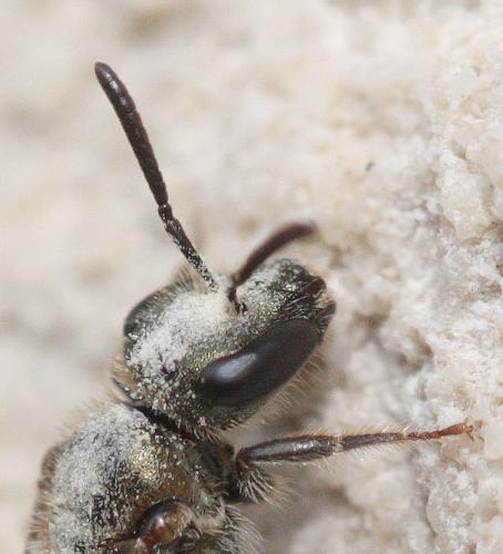 Réf. 61 242 : Lasioglossum sp.