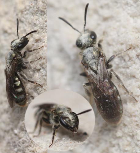 Lasioglossum sp.