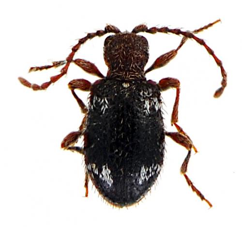 Réf. 61 760 : Ptinus aubei