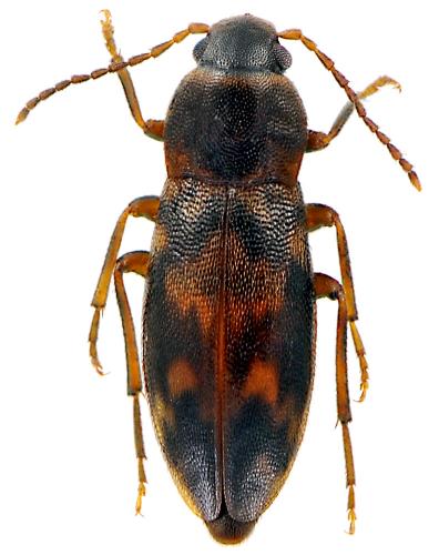 Réf. 61 717 : Marolia variegata