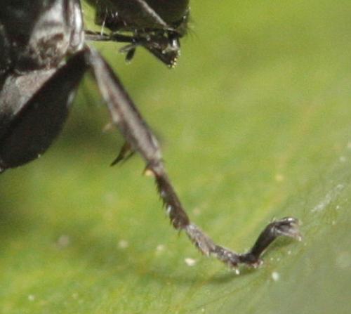 Arachnospila minutula