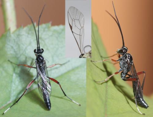 Cryptinae
