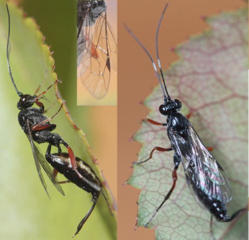 Cryptinae