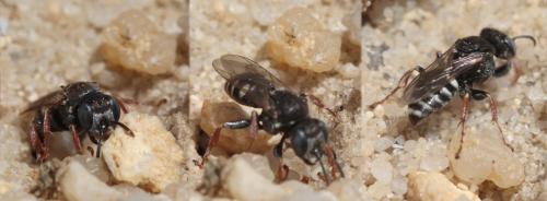 Réf. 61 287 : Oxybelus sp.