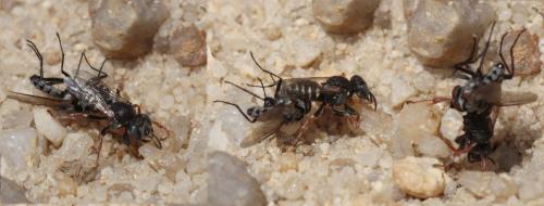 Oxybelus sp.