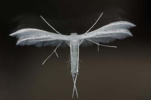 Réf. 61 115 : Pterophorus pentadactyla