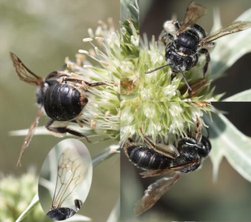 Andrena sp.