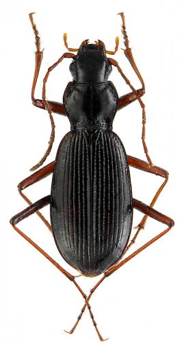 Nebria angusticollis