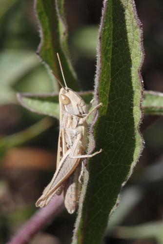 Réf. 61 151 : Euchorthippus elegantulus