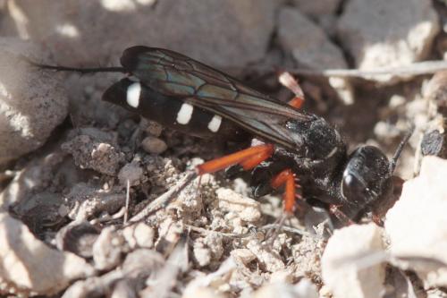 Episyron albonotatum