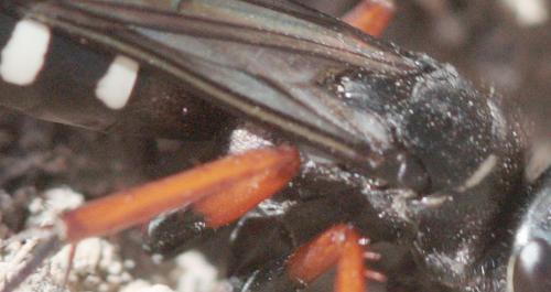 Episyron albonotatum
