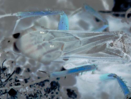 Réf. 61 420 : Episyron albonotatum