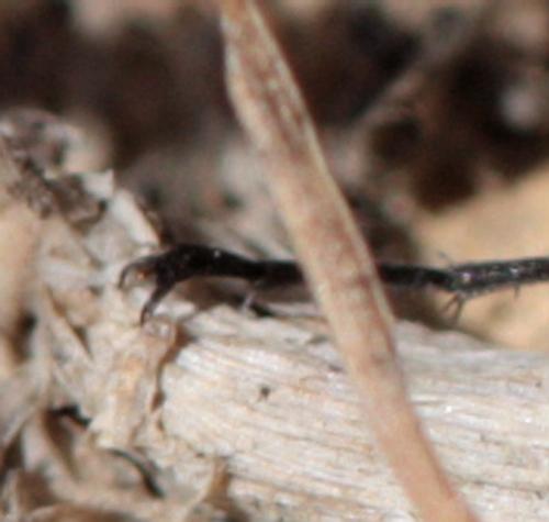 Réf. 61 713 : Episyron albonotatum