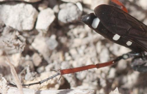 Réf. 61 421 : Episyron albonotatum